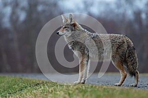 Coyote Portrait in Canada