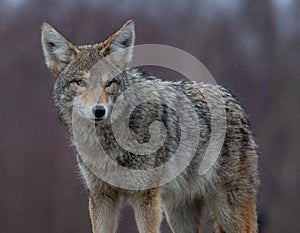 Coyote Portrait in Canada