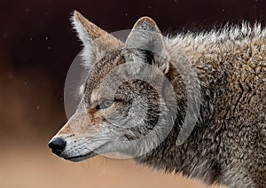 Coyote Portrait in Canada