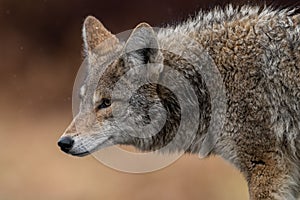 Coyote Portrait in Canada