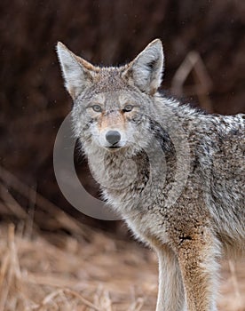 Coyote Portrait in Canada