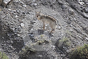 Coyote Posed On Gravel