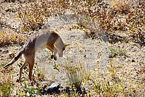 Coyote pouncing on her prey