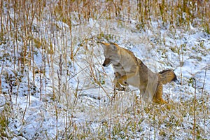 Coyote Pouncing on his lunch in the snow