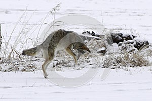 Coyote pouncing in the snow