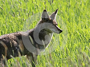 Coyote Profile