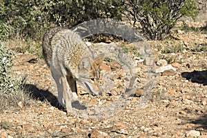 Coyote on the prowl