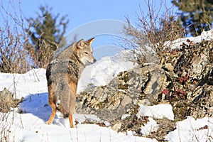 Coyote on prowl photo