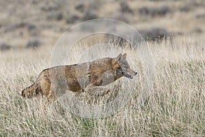 Coyote on the prowl for food photo