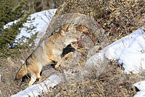 Coyote on prowl photo