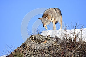 Coyote prowling on top of mountain ridge
