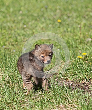 Coyote pup