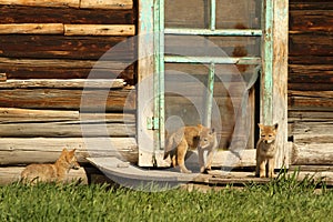 Coyote pup