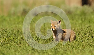 Coyote pup