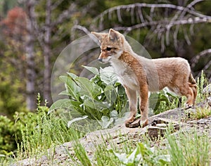 Coyote dog baby pup puppy Canis latrans photo