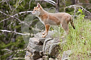 Coyote pup Canis latrans