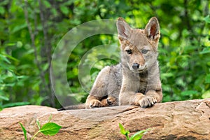 Coyote Pup Canis latrans Lies on Rock Looking Forward Summer