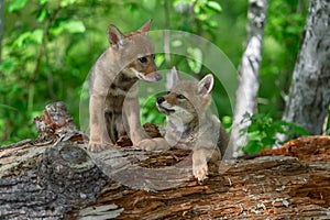 Coyote Pup Canis latrans Looks Up at Sibling on Log Summer