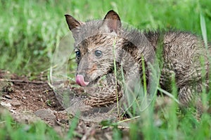Coyote Pup (Canis latrans) Nose Lick photo