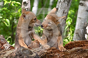 Coyote Pup Canis latrans Nuzzles Sibling on Face Summer