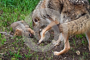 Coyote Pup Canis latrans Rolls Over in Front of Adult Summer