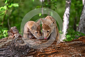 Coyote Pup Canis latrans Siblings Investigate Log One Licking Summer