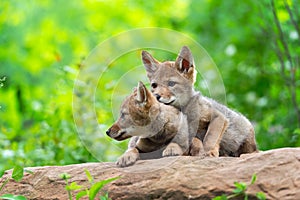 Coyote Pup Canis latrans Sits on Rock With Head on Siblings Back Summer photo