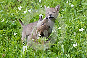 Coyote pup howling