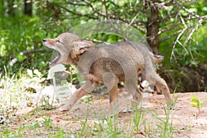 Coyote pup learning to yelp photo