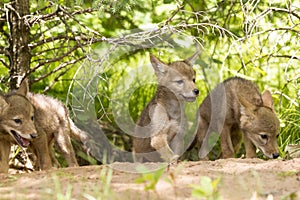 Coyote Pup Litter