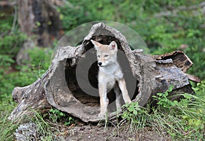 Coyote pup looking out of hollowed log. photo
