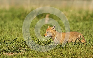 Coyote pup in meadow