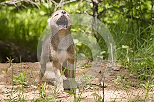 Coyote Pup Near Den