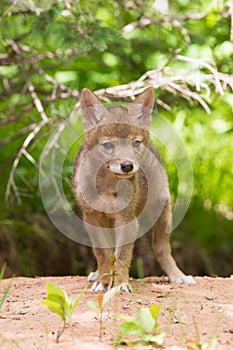 Coyote pup portrait