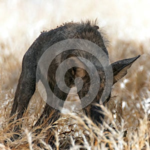 Coyote pup showing hair loss and very dark skin, likely infected with mange.