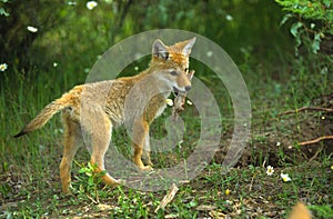 Coyote Pup With Stick photo