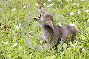 Coyote Pup Yelping
