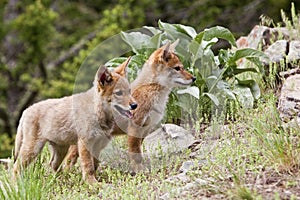 Coyote puppies wildlife canine coyote pup mountains