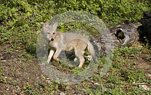 Coyote Puppy Ready to Run