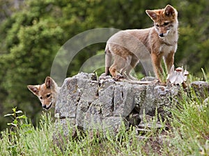 Coyote pups baby rocks curious young pup