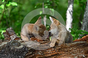 Coyote Pups Canis latrans Lick Each Others Faces on Log Summer