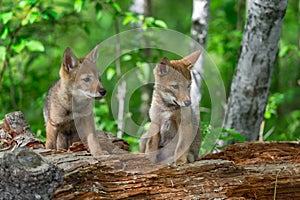 Coyote Pups Canis latrans on Log Intent on Something to Right Summer