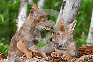 Coyote Pups Canis latrans on Log One Yawning Summer