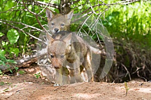 Coyote pups exploring outside den