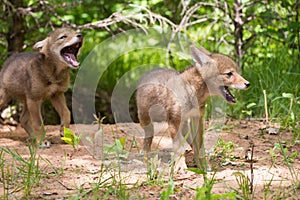 Coyote pups howling
