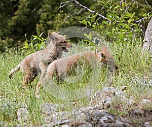 Coyote pups playing in grass