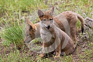 Coyote pups pup Canis latrans wild