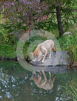 Coyote with reflection