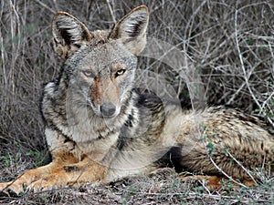 Coyote Relaxing in South Texas