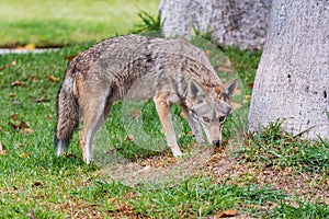 Coyote on suburban lawn photo